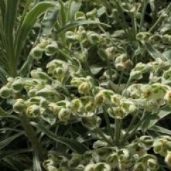 Euphorbia characias 'Silver Swan' 