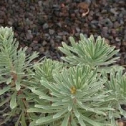 Euphorbia characias 'Silver Swan' 