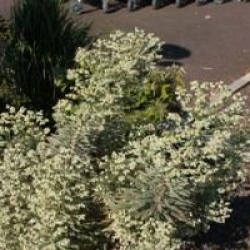 Euphorbia characias 'Silver Swan' 