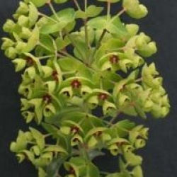 Euphorbia x martini 'Baby Charm'