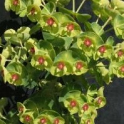 Euphorbia x martini 'Baby Charm'