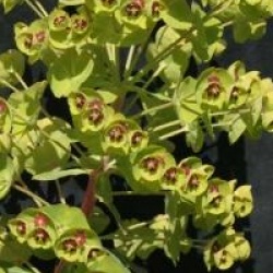 Euphorbia x martini - Euphorbe de Martin