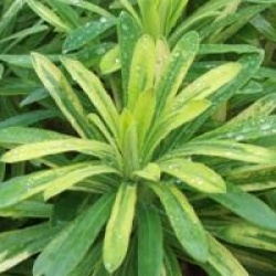 Euphorbia characias subsp. characias 'Burrow Silver'