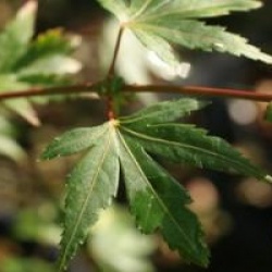 Acer palmatum 'Coonara Pygmy'