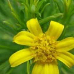 Euryops linearis