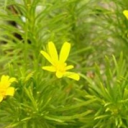 Euryops linearis