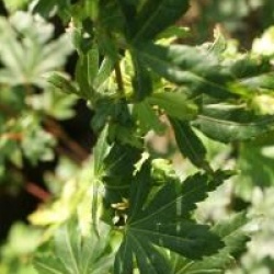 Acer palmatum 'Coonara Pygmy'
