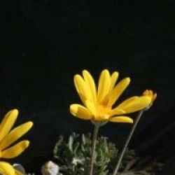 Euryops pectinatus - Euryops pectinatus