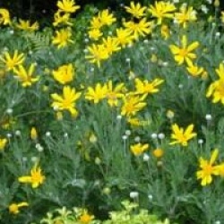 Euryops pectinatus