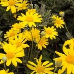 Euryops pectinatus