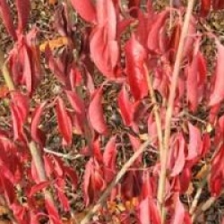 Euonymus grandiflorus 'Red Wine'