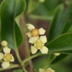 Euonymus grandiflorus 'Red Wine'