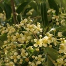 Euonymus grandiflorus 'Red Wine'