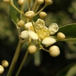 Euonymus grandiflorus 'Red Wine'