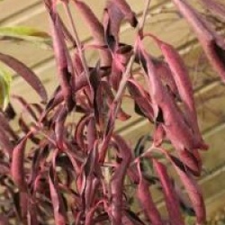 Euonymus grandiflorus 'Red Wine'