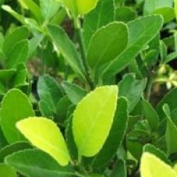 Euonymus japonicus - Fusain du Japon