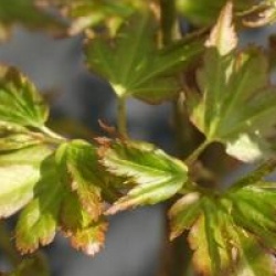 Acer palmatum 'Coonara Pygmy' - �rable du Japon Coonara Pygmy