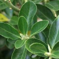 Euonymus japonicus