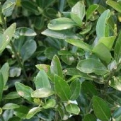 Euonymus japonicus