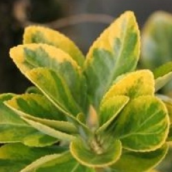 Euonymus japonicus 'Aureomarginatus' - Fusain du Japon dor�