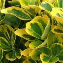Euonymus japonicus 'Aureomarginatus'