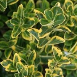 Euonymus japonicus 'Aureomarginatus'