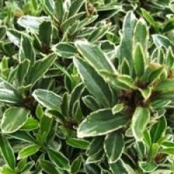 Euonymus japonicus 'Microphyllus Variegatus' - Fusain du Japon panach�