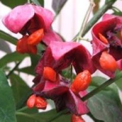 Euonymus planipes  - Fusain sachalinensis