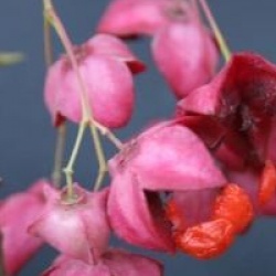 Euonymus planipes 