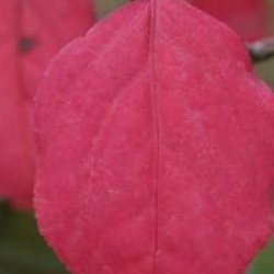 Euonymus planipes 