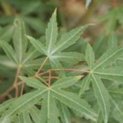Acer palmatum 'Corallinum'