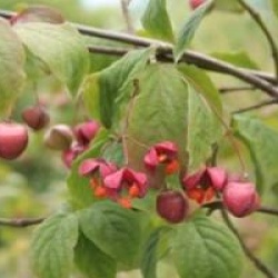Euonymus planipes 
