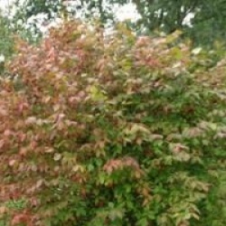 Euonymus planipes 