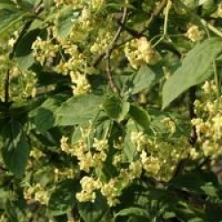 Euonymus planipes 