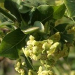 Euonymus planipes 