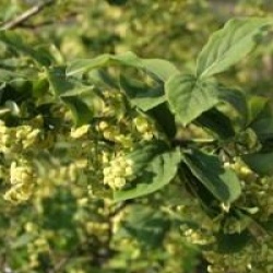 Euonymus planipes 