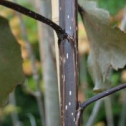 Populus deltoides 'Purple Tower'