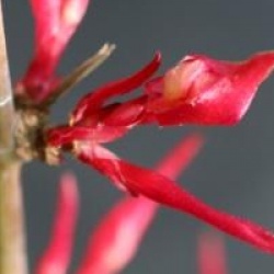 Acer palmatum 'Corallinum'