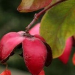 Euonymus planipes 