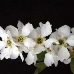 Exochorda x macrantha 