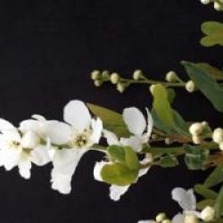 Exochorda x macrantha 
