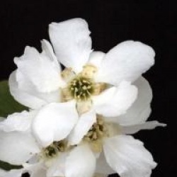 Exochorda macrantha