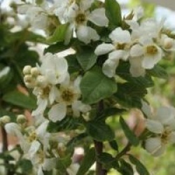 Exochorda serratifolia - Exochorda serratifolia