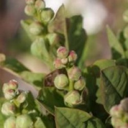 Exochorda serratifolia 'Snow White'