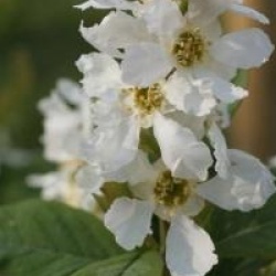 Exochorda serratifolia 'Snow White'