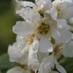 Exochorda Snow White