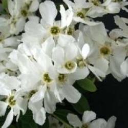 Exochorda x macrantha 'The Bride'