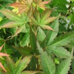 Acer palmatum 'Corallinum'