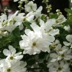 Exochorda x macrantha 'The Bride'