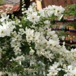 Exochorda x macrantha 'The Bride'